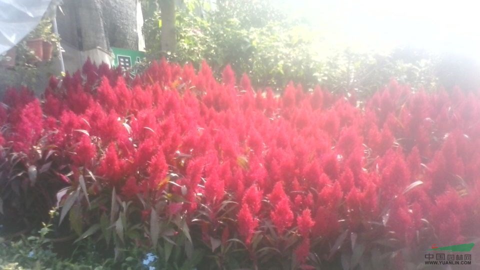 杭州蕭山花市不溫不火 盆栽花卉競相爭艷 